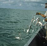 220px-Fish_and_Wildlife_Service_worker_on_boat_checking_gill_net_full_of_fish